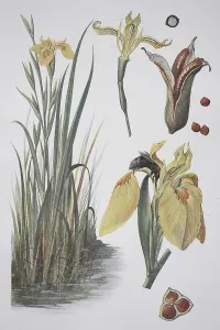 Yellow Iris Prints: Yellow flag (Iris pseudacorus)