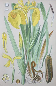 Yellow flag (Iris pseudacorus) Print, 1885 Germany