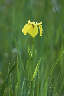 Canton Zug Nature Scene Prints: Yellow flag (Iris pseudacorus)