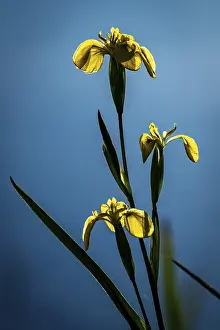 Open Air Waterfront Scene Prints: Yellow flag (Iris pseudacorus)