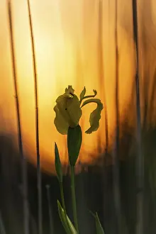 Iridaceae Flowering Plant Prints: Yellow flag (Iris pseudacorus)