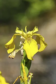 Yellow Iris Germany Prints: Yellow flag (Iris pseudacorus)