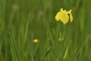 Yellow Iris Switzerland Prints: Yellow flag (Iris pseudacorus)