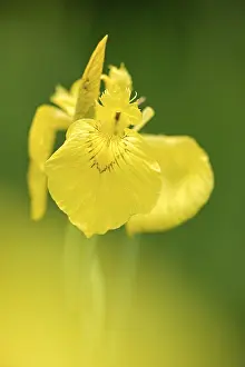 Central Europe Blossoms Prints: Yellow flag (Iris pseudacorus)