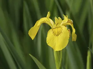 No People In Bloom Prints: Yellow iris