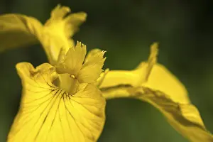 Iridaceae Family Prints: Yellow iris, iridaceae, iris pseudacorus