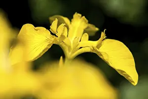 Iridaceae Family Prints: Yellow iris, iridaceae, iris pseudacorus