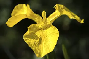 Yellow Flowering Plant Prints: Yellow iris, iridaceae, iris pseudacorus