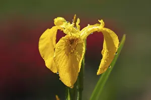 Yellow Iris Prints: Yellow Iris (Iris pseudacorus)