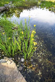 Environment Protection Germany Prints: Yellow iris (Iris pseudacorus)
