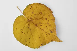 Yellow Autumn Leaf Prints: Yellow leaf