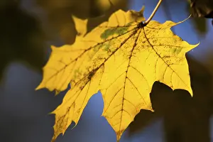 Framed Print : A Yellow Maple Leaf Print Framed Print : A Yellow Maple Leaf Print