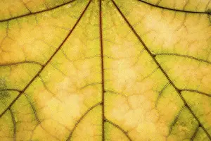 Deserted Autumn Atmosphere Prints: Yellow maple autumn leaf texture