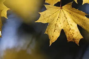 Autumn Nature Scene Germany Prints: Yellow maple leaf in soft sunlight with structured natural background
