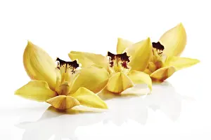 Orchidaceae Family Prints: Yellow Orchids