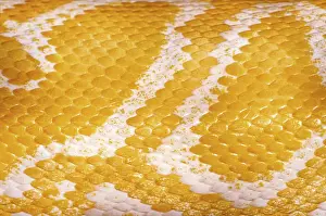 Yellow Python Skin Background Print Daugavpils, Latvia