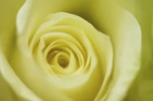 Close Up Of A Rose Blossom Prints: Yellow rose, detail