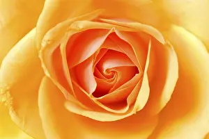 Single Yellow Blossom Prints: Yellow rose