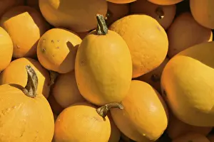 Vegetable Detail View Prints: Yellow Spaghetti squash vegetable from top view