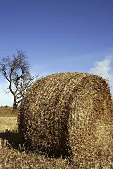 Images Dated 9th December 2024: Yellow Straw Round Bale Print
