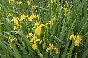 European Iridaceae Prints: Yellow super iris (Iris pseudacorus)