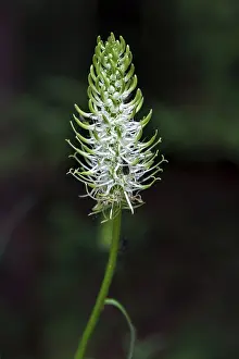 Allgau Nature Scene Prints: Yesterday's devil's claw