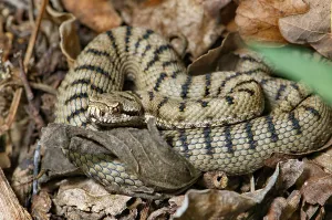 Scaled Reptile Fauna Prints: Young Asp