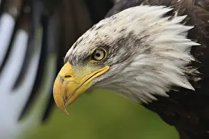 Prints of Young bald eagle White Tailed Eagle Prints: Young Bald Eagle Print