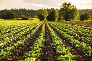Organic Vegetable Garden Prints: Young cabbage sprouts on the field in rows