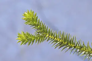 Open Air Nature Scenes Prints: Young cactus branch