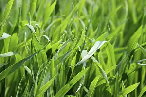 Agricultural Crop Cultivation Prints: Young cereals