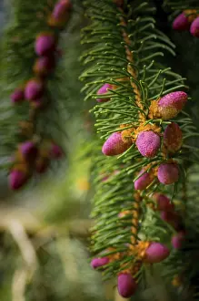 Spring Forest Scenery Prints: Young cones on a tree in springtime in the forest