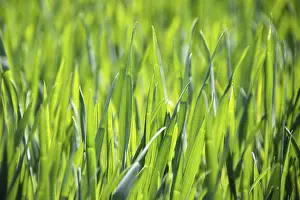 Agricultural Crop Plant Prints: Young corn in spring, background, texture