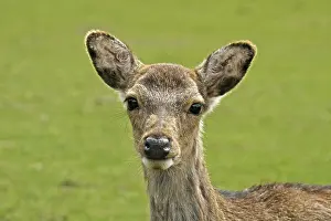 Animal Head Shot Prints: Young deer