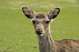 Wild Animal Photo Prints: Young deer