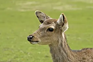 Animal Head Shot Prints: Young deer