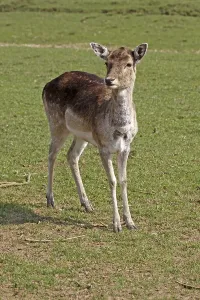 Animal Head Shot Prints: Young deer