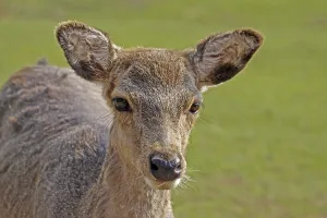 Young Animal Portraits Prints: Young deer