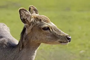 Animal Head Shot Prints: Young deer
