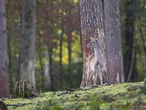 Young Fallow Deer Prints: A young fallow deer in the forest