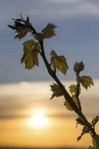 Southern Germany Evening Light Prints: Young leaves of a grapevine in spring