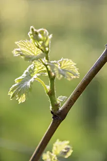 Viticulture Germany Prints: Young leaves of a grapevine in spring