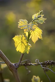 Springtime Viticulture Prints: Young leaves of a grapevine in spring