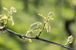 Young Grape Leaves Prints: Young leaves of a grapevine in spring