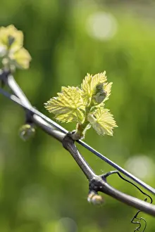 Grapevine Spring Prints: Young leaves of a grapevine in spring