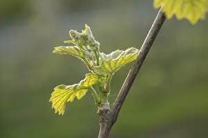 Grapevine Spring Prints: Young leaves of a grapevine in spring