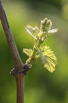 Viticulture Germany Prints: Young leaves of a grapevine in spring