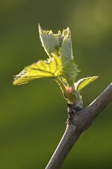 Viticulture Germany Prints: Young leaves of a grapevine in spring