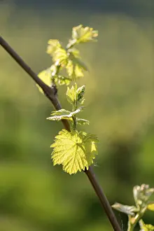 Baden Wurttemberg Vineyard Prints: Young leaves of a grapevine in spring