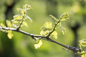 Vineyard Landscape Europe Prints: Young leaves of a grapevine in spring